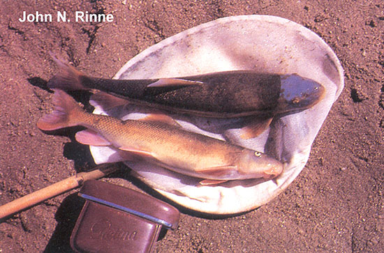 (Catostomus Lesueur, 1817) Род Катостомусы, Катостомы, Чукучаны